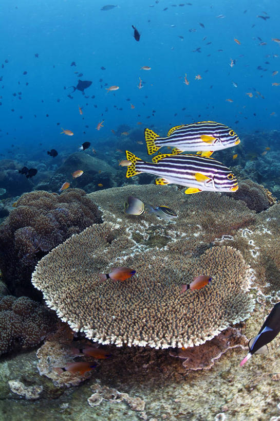 游泳,海鲜,无人,竖图,室内,白天,侧面,海底,水下,海浪,海洋,石头,美景,印度尼西亚,印尼,亚洲,一群,许多,鱼,石子,景观,浪花,水底,很多,注视,水产,鱼类,海洋生物,自然,海水,观察,看,景色,巴厘岛,海底世界,东南亚,观看,察看,关注,自然风光,水生动物,海产品,水生物,海景,海底动物,印度尼西亚共和国,泅水,巴厘省,拍浮,细鳞鱼,大海,风浪,海,海床,海水的波动,近岸浪,石块,岩石,涌浪,彩图,全身,细鳞鲑