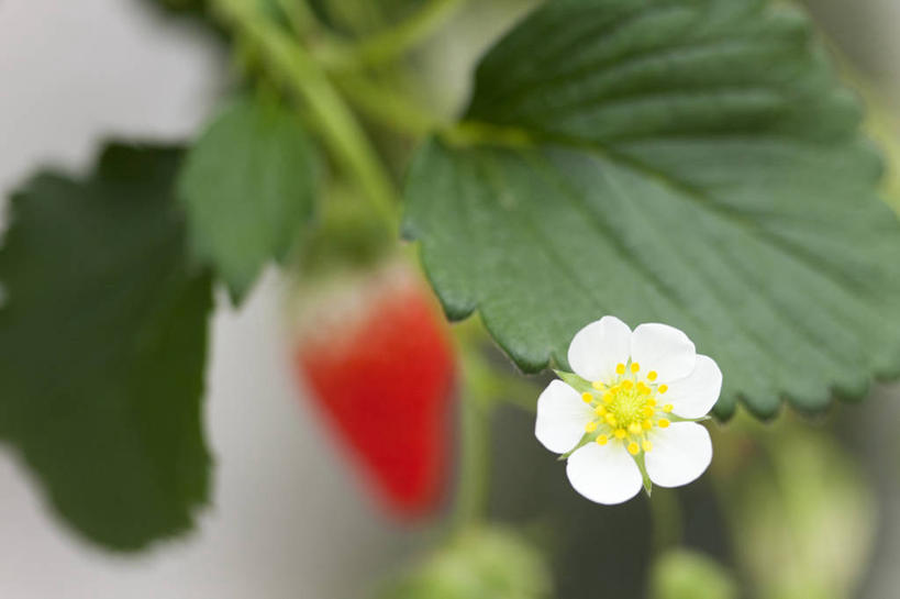 无人,横图,俯视,室内,特写,白天,植物,草莓,浆果,水果,叶子,朦胧,模糊,新鲜,盛开,生食,食品,果实,绿叶,一颗,温室,花,花瓣,花朵,花卉,鲜花,食物,一朵,红色,白色,花蕊,嫩叶,有机食品,绿色食品,设施,暖房,防寒,加温,透光,保温,勇气,草莓花,甜蜜,叶,叶片,洋莓,水果皇后,红莓,地莓,彩图,高角度拍摄,恋情