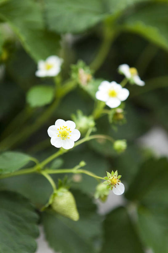 无人,竖图,俯视,室外,特写,白天,草莓,浆果,水果,叶子,朦胧,模糊,新鲜,盛开,生食,食品,果实,绿叶,花蕾,温室,花,花瓣,花朵,鲜花,食物,花苞,花蕊,嫩叶,有机食品,绿色食品,设施,暖房,防寒,加温,透光,保温,勇气,草莓花,甜蜜,叶,叶片,洋莓,水果皇后,红莓,地莓,彩图,高角度拍摄,恋情