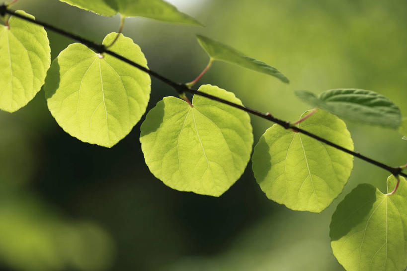 无人,横图,室外,特写,白天,正面,美景,植物,叶子,日本,亚洲,阴影,朦胧,模糊,光线,影子,景观,绿叶,枝条,树,树木,树枝,绿色,阳光,自然,嫩叶,景色,大阪,生长,成长,自然风光,东亚,本州,大阪府,本州岛,日本国,近畿地方,近畿,连香树,虬枝,枝杈,叶,叶片,彩图