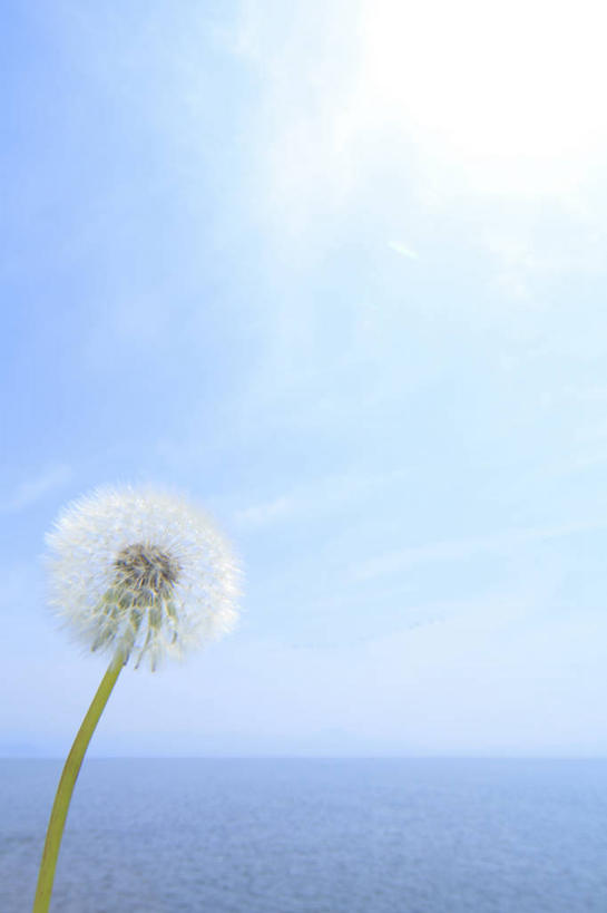 花蕾,云彩,花,花瓣,花朵,鲜花,一朵,蓝色,白色,白云,蓝天,天空,阳光