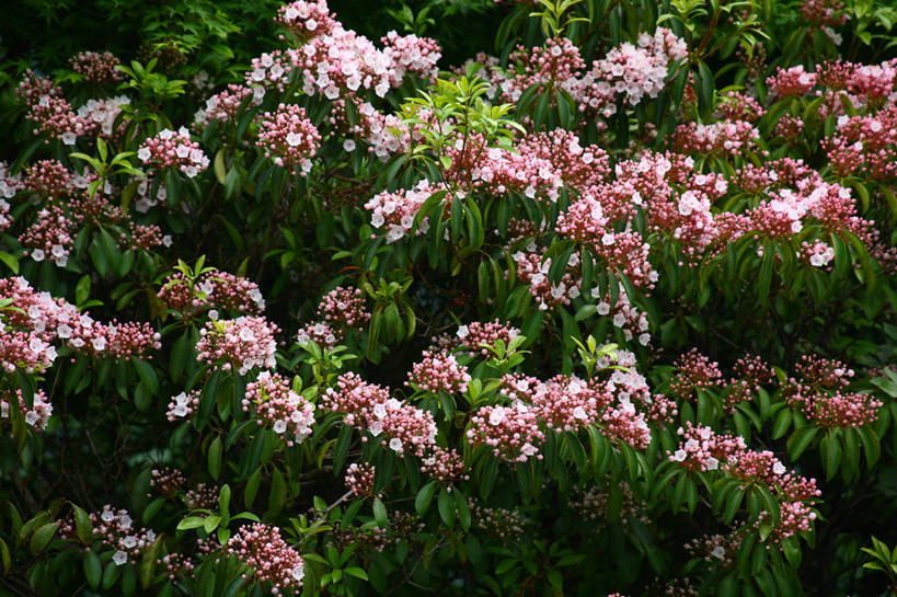 无人,横图,俯视,室外,特写,白天,花海,花圃,美景,植物,叶子,阴影,朦胧,模糊,盛开,光线,影子,景观,绿叶,花蕾,花,花瓣,花朵,花卉,鲜花,粉色,绿色,阳光,自然,花丛,花束,花田,花苞,花蕊,嫩叶,景色,自然风光,阔叶山月桂,美洲月桂,山月桂,叶,叶片,彩图,高角度拍摄,美国石南