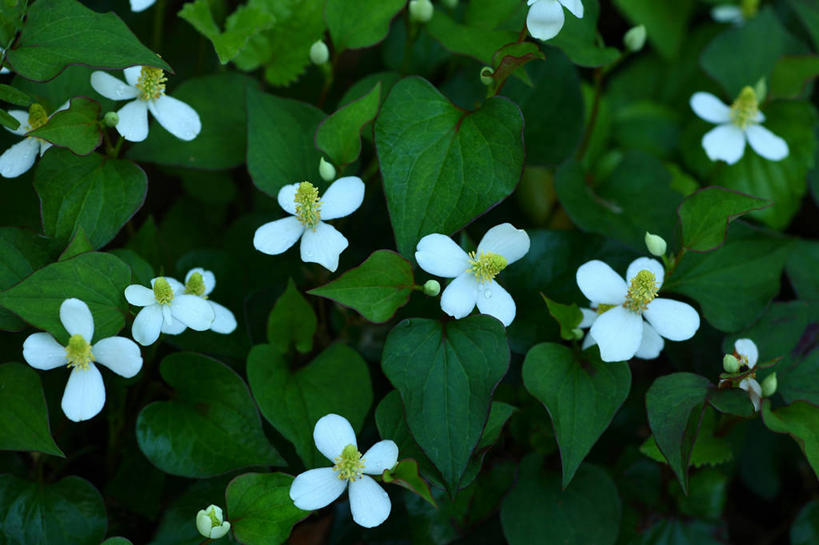 无人,横图,俯视,室外,特写,白天,美景,植物,叶子,阴影,朦胧,模糊,盛开,光线,影子,景观,绿叶,草药,药草,花蕾,中药,花,花瓣,花朵,鲜花,阳光,自然,花苞,花蕊,嫩叶,景色,自然风光,药材,中草药,中药材,本草,岑草,蕺,鱼腥草,紫背鱼腥草,菹菜,叶,叶片,彩图,高角度拍摄