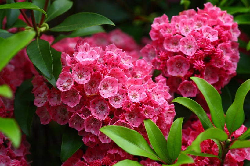 无人,横图,俯视,室外,特写,白天,爱情,幸福,花海,花圃,美景,植物,叶子,阴影,朦胧,模糊,盛开,光线,影子,景观,粉红色,绿叶,粉红,浪漫,花蕾,花,花瓣,花朵,花卉,鲜花,粉色,绿色,阳光,自然,花丛,花束,花田,花苞,花蕊,健康,嫩叶,景色,可爱,活泼,青春,满足,甜美,时髦,自然风光,温柔,纯真,阔叶山月桂,美洲月桂,山月桂,叶,叶片,彩图,高角度拍摄,美国石南