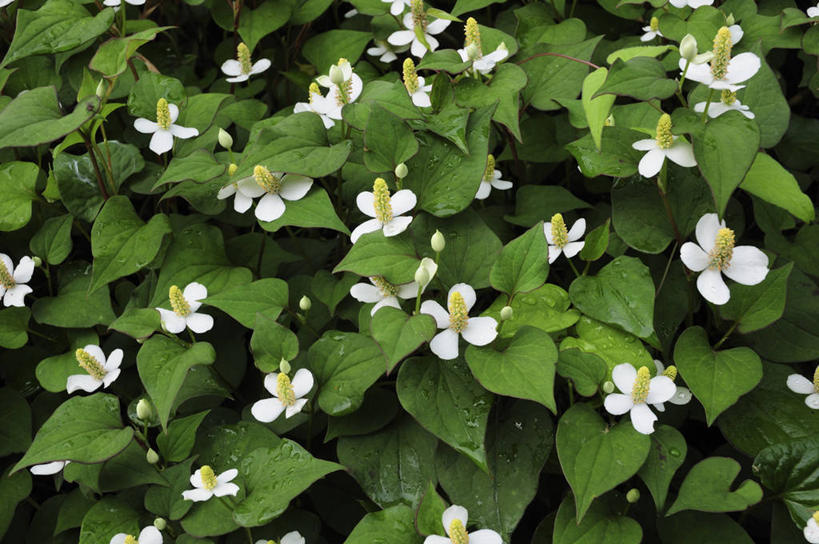 无人,横图,俯视,室外,特写,白天,花海,花圃,美景,植物,叶子,阴影,盛开,光线,影子,景观,绿叶,草药,药草,花蕾,中药,花,花瓣,花朵,花卉,鲜花,绿色,阳光,自然,花丛,花束,花田,花苞,花蕊,嫩叶,景色,自然风光,药材,中草药,中药材,本草,岑草,蕺,鱼腥草,紫背鱼腥草,菹菜,叶,叶片,彩图,高角度拍摄