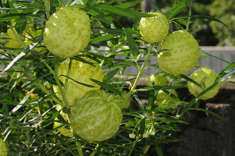 无人,农田,横图,室外,特写,白天,正面,庄稼,农作物,美景,叶子,阴影,朦胧,模糊,柔软,光线,影子,景观,棉花,绿叶,纺织,阳光,自然,健康,温暖,嫩叶,景色,纤维,自然风光,柔和,暖和,叶,叶片,彩图,耕地,庄稼田