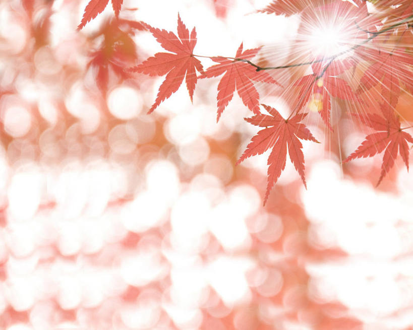 无人,横图,室外,特写,白天,仰视,兴奋,热情,美景,植物,枫树,叶子,阴影,朦胧,模糊,光线,影子,景观,枫叶,枯叶,落叶,枝条,开放,树,树木,树枝,红色,绿色,阳光,自然,健康,温暖,景色,奔放,活力,积极,激情,朝气,生长,成长,枫树叶,暖色,吉祥,生命,自然风光,饱满,槭树,鸡爪槭,革命,热烈,赤色,充实,斗志,喜气,主动,虬枝,枝杈,叶,叶片,鸡爪枫,彩图,低角度拍摄,镜头光晕,透镜闪耀,眩光,欢乐