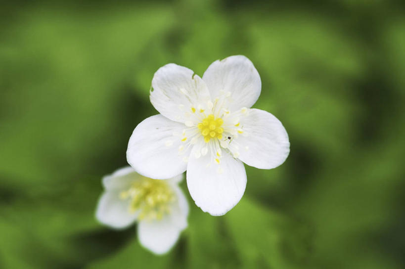 无人,横图,室外,特写,白天,正面,草地,草坪,美景,植物,阴影,朦胧,模糊,盛开,光线,影子,景观,花蕾,草,花,花瓣,花朵,鲜花,两朵,绿色,白色,阳光,自然,花苞,花蕊,景色,自然风光,彩图,鹅掌草,林荫银莲花,蜈蚣三七