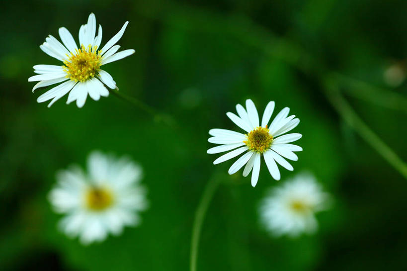 无人,横图,室外,特写,白天,正面,美景,叶子,四朵,阴影,朦胧,模糊,盛开,光线,影子,景观,绿叶,花蕾,花,花瓣,花朵,鲜花,白色,阳光,自然,花苞,花蕊,嫩叶,景色,紫菀,自然风光,叶,叶片,彩图,还魂草,驴耳朵菜,驴夹板菜,青牛舌头花,青菀,山白菜,紫倩