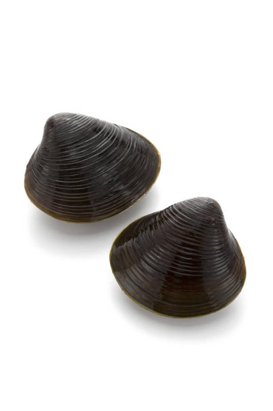 海鲜,无人,竖图,室内,特写,白天,白色背景,正面,阴影,反射,影子,褐色,水产,海洋生物,两个,白色,摄影,影棚,水生动物,海产品,水生物,海底动物,彩图,影棚拍摄,拍摄,蚬