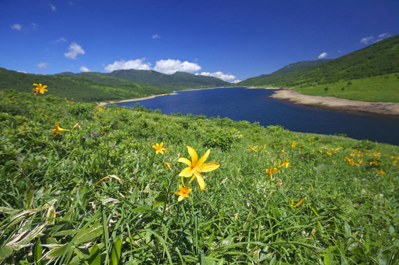 无人,横图,室外,白天,正面,旅游,度假,草地,草坪,湖,湖泊,花海,花圃,美景,水,植物,萱草,叶子,日本,亚洲,阴影,盛开,光线,影子,湖面,景观,水流,水面,云,云朵,花蕾,云彩,娱乐,草,花,花瓣,花朵,花卉,鲜花,黄色,蓝色,绿色,白云,蓝天,天空,阳光,自然,湖水,花丛,花束,花田,天,花苞,花蕊,享受,休闲,景色,放松,晴朗,自然风光,东亚,本州,关东地方,本州岛,日本国,群马,群马县,疗愁,萱草花,宜男,晴空,忘忧草,金针菜,黄花菜,黄花,彩图