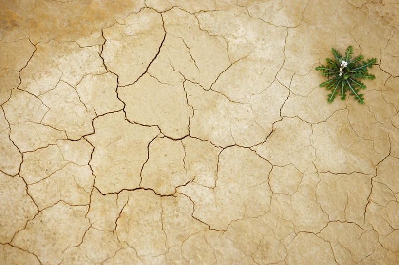 无人,横图,俯视,室外,白天,旅游,度假,美景,植物,一棵,干枯,景观,泥土,土壤,娱乐,草,绿色,自然,享受,休闲,景色,放松,生长,成长,干涸,自然风光,枯竭,彩图,高角度拍摄