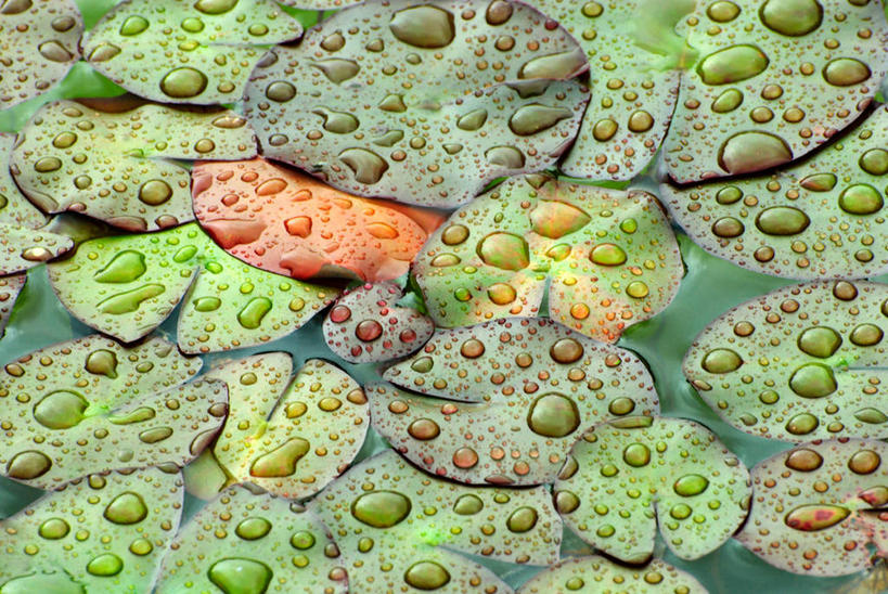 无人,横图,俯视,室外,白天,旅游,度假,美景,水,露水,叶子,许多,漂浮,透明,液体,池塘,景观,水滴,水塘,荷叶,很多,娱乐,水珠,自然,露珠,享受,休闲,景色,放松,生机,漂流,剔透,自然风光,莲叶,灵动,流浪,通明,流落,流散,漂泊,飘泊,飘流,叶,叶片,彩图,高角度拍摄,晶莹