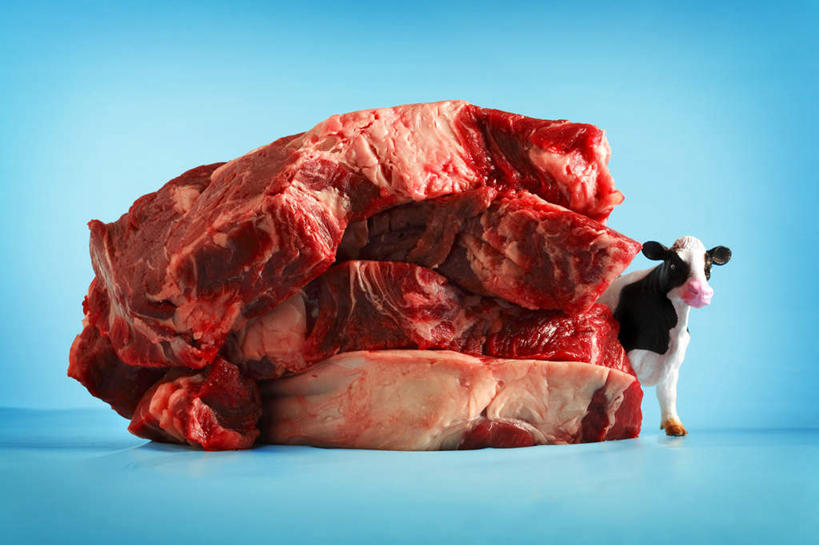 无人,站,横图,室内,白天,正面,牛,一头,蓝色背景,肉,牛肉,肉类,一只,动物,站着,家畜,摄影,牲畜,影棚,肉食,站立,半身,彩图,影棚拍摄,拍摄