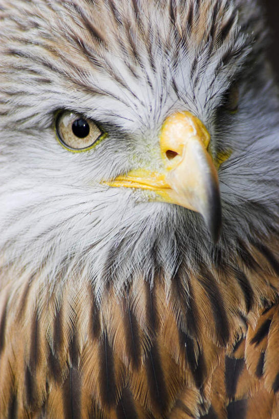 眼睛,眉毛,睫毛,无人,竖图,室内,特写,白天,正面,猫头鹰,鸟,野生动物,瞳孔,鸟类,一只,黄色,动物,眼部,凶猛,喙,残暴,凶残,睫,眉,眼,眼睫毛,眼眉,鸮,枭,半身,彩图,眼眉毛