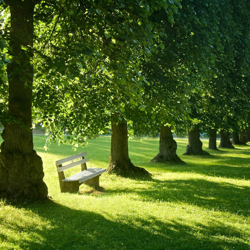 拇指,无人,方图,室外,白天,正面,旅游,度假,美景,植物,椅子,一排,阴影,整齐,光线,影子,长椅,木椅,景观,娱乐,树,树木,排列,绿色,阳光,自然,享受,休闲,景色,放松,生长,成长,队列,自然风光,彩图