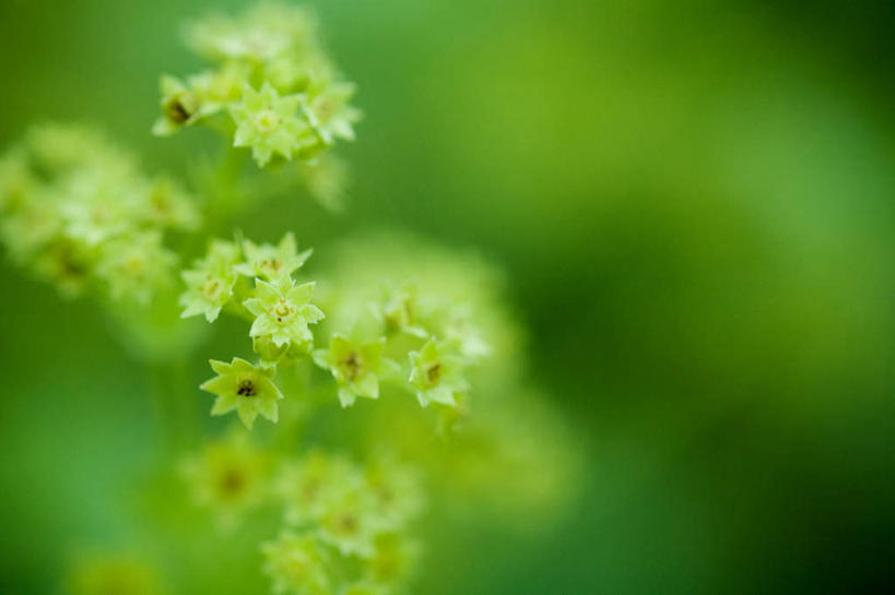 无人,横图,室外,白天,正面,美景,许多,生气,朦胧,模糊,盛开,景观,花蕾,花,花瓣,花朵,鲜花,白色,自然,花苞,花蕊,景色,活力,朝气,生机,希望,自然风光,彩图