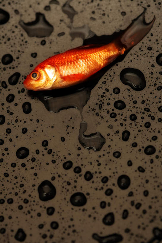 无人,竖图,俯视,室内,白天,水,一条,阴影,飞溅,溅,反射,金鱼,鱼,液体,影子,水滴,鱼类,水珠,红色,死亡,喷洒,观赏鱼,金鲫鱼,殒命,灭亡,彩图,高角度拍摄,全身