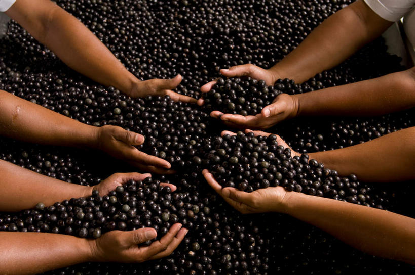 西方人,手,伙伴,朋友,捧,横图,俯视,室外,白天,友谊,合作,团队,浆果,水果,欧洲,欧洲人,一堆,许多,阴影,堆叠,堆积,新鲜,光线,影子,桑葚,桑椹,生食,食品,果实,许多人,食物,阳光,覆盆子,一群人,手部,战略,有机食品,绿色食品,堆,联合,合谋,配合,协作,男人,男性,年轻男性,年轻女性,女人,女性,白种人,端,端着,捧着,手捧,半身,彩图,高角度拍摄