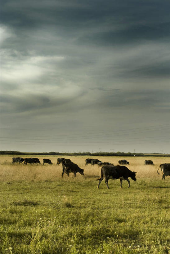 无人,吃,竖图,室外,白天,正面,旅游,度假,草地,草坪,美景,植物,牛,欧洲,许多,阴影,光线,影子,景观,云,云朵,很多,云彩,娱乐,草,绿色,白云,天空,阳光,自然,动物,天,享受,休闲,家畜,景色,放松,牲畜,晴朗,自然风光,东欧,塞尔维亚,塞尔维亚共和国,晴空,嚼,食,彩图,全身