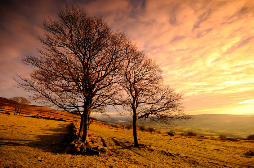 无人,横图,室外,白天,正面,旅游,度假,荒凉,美景,植物,英国,欧洲,一棵,枯萎,景观,云,云朵,枯树,枝条,荒漠,云彩,娱乐,英格兰,树,树干,树木,树枝,白云,天空,自然,天,享受,休闲,景色,放松,生长,晴朗,成长,西欧,自然风光,荒原,大不列颠,大不列颠及北爱尔兰联合王国,大不列颠联合王国,日不落英帝国,冷落,英吉利,荒芜,晴空,彩图