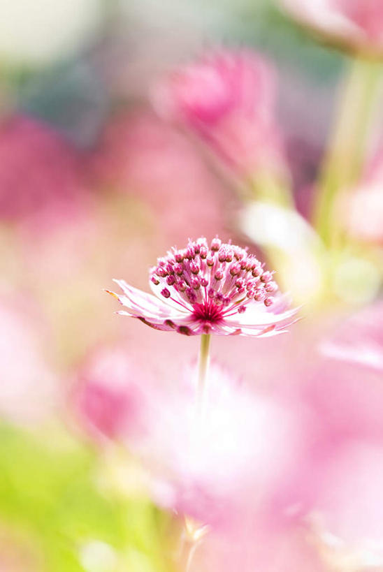 无人,竖图,俯视,室外,特写,白天,神秘,花海,花圃,植物,叶子,阴影,朦胧,模糊,盛开,天然,光线,影子,花蕾,花,花瓣,花朵,花卉,鲜花,一朵,绿色,紫色,阳光,自然,花丛,花束,花田,花苞,花蕊,生长,成长,优美,庄重,高贵,消极,冷色,孤寂,彩图,高角度拍摄,奢华