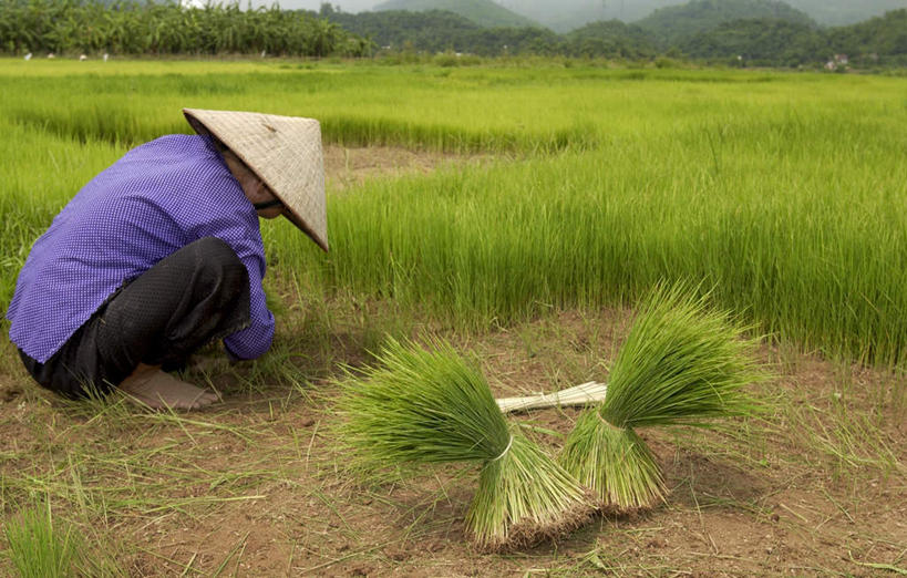 东方人,一个人,农田,蹲,横图,俯视,室外,白天,农业,庄稼,农作物,山,山脉,帽子,亚洲,仅一个女性,仅一个人,阴影,服装,朦胧,模糊,光线,草帽,影子,稻田,山峰,谷物,水稻,山峦,注视,休闲装,黄种人,稻,衣服,阳光,群山,低头,观察,看,仅一个中年女性,休闲,休闲服,服饰,观看,察看,关注,插秧,女人,女性,中年女性,亚洲人,蹲着,彩图,高角度拍摄,全身,耕地,庄稼田