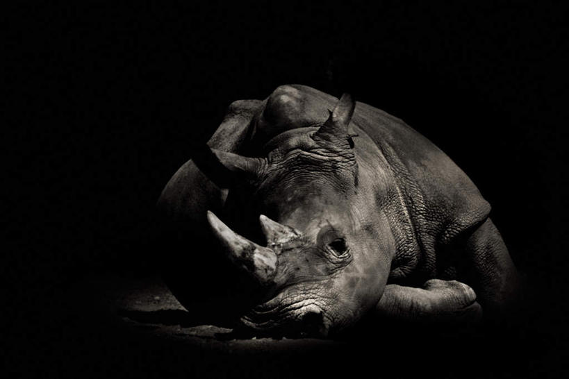 无人,闭眼,睡,横图,室内,白天,正面,野生动物,一头,黑色背景,动物,趴着,疲倦,摄影,影棚,疲劳,疲惫,失落,凶猛,疲乏,残暴,凶残,犀牛,闭眼睛,闭着眼,闭着眼睛,困,困觉,趴,寝息,睡觉,彩图,全身,影棚拍摄,拍摄