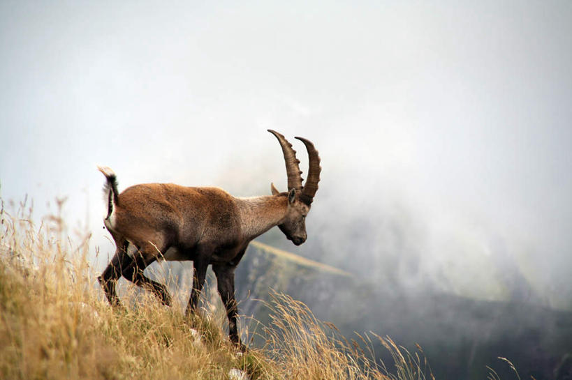无人,动物园,横图,室外,白天,侧面,美景,植物,野生动物,羊,阴影,枯萎,光线,影子,景观,枯草,注视,草,一只,黄色,阳光,自然,动物,奔跑,观察,看,景色,可爱,活泼,观看,察看,关注,自然风光,羊角,警惕,野生动物园,戒备,警觉,警悟,警醒,山羊,彩图,全身