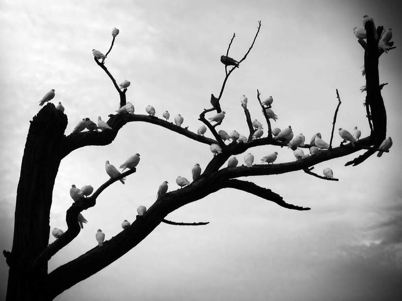 无人,站,横图,黑白,室外,白天,仰视,友谊,安全,植物,鸽子,鸟,许多,阴影,枯萎,平静,反射,鸟类,影子,云,云朵,云彩,注视,树,树木,蓝色,绿色,白云,蓝天,天空,自然,天,观察,看,站着,生长,晴朗,成长,观看,宁静,死亡,察看,象征,关注,和平,安详,信使,太平,安适,安好,宁靖,晴空,站立,低角度拍摄,全身