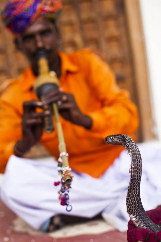 一个人,坐,笑,盘腿,微笑,露齿笑,竖图,室外,白天,仰视,民族服装,门,野生动物,亚洲,仅一个男性,仅一个人,仅一个中年男性,一条,朦胧,模糊,艺术,金属,爬行动物,蛇,头巾,墙,吹奏乐器,笛子,乐器,音乐,吹奏,演奏,注视,墙壁,墙面,动物,门框,观察,看,观看,察看,长笛,有毒,关注,冷血动物,凶猛,脊椎动物,长虫,眼镜蛇,残暴,凶残,男人,男性,中年男性,亚洲人,印度人,盘腿而坐,盘膝,盘着腿的,盘着腿坐,双腿交叉,坐着,半身,彩图,低角度拍摄,传统服装,民俗服,冷血