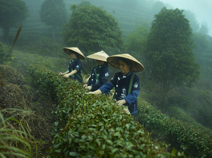 东方人,三个人,伙伴,朋友,农民,站,横图,室外,白天,正面,工作服,制服,友谊,幸福,采摘,植物,雾,茶,帽子,亚洲,朦胧,模糊,茶叶,注视,黄种人,娱乐,斗笠,树,树木,绿色,自然,低头,观察,看,站着,享受,休闲,温馨,遮阳,放松,乐趣,生长,成长,观看,迷雾,察看,提神,舒适,关注,醒脑,工作制服,笠帽,友情,女人,女性,中年女性,亚洲人,大雾,佃农,农场主,农夫,农工,乡下人,小农,庄稼人,站立,半身,彩图,工作套服,编结帽,箬笠,蔽雨