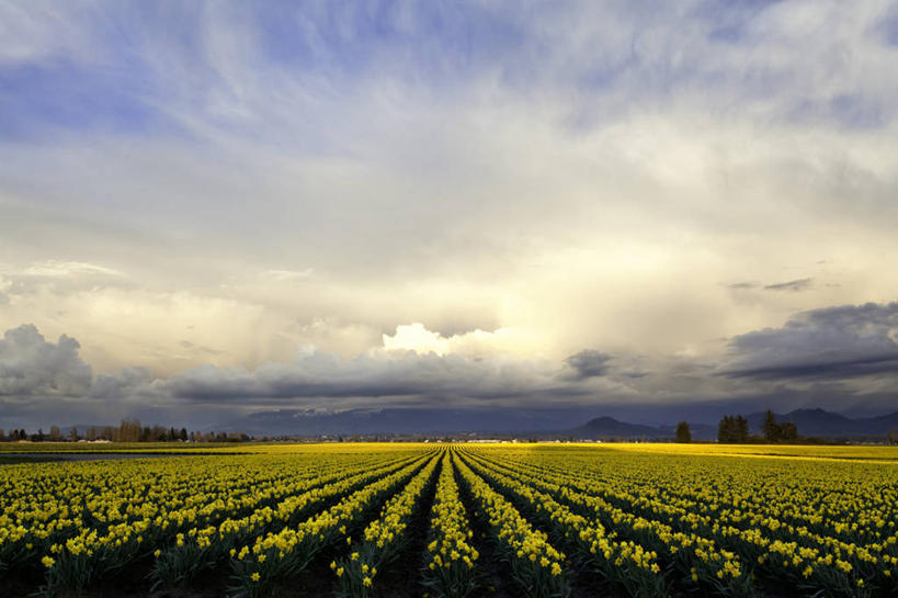 无人,农田,横图,室外,白天,正面,爱情,旅游,度假,陶醉,庄稼,农作物,花海,花圃,美景,植物,水仙花,叶子,华盛顿,美国,许多,阴影,盛开,光线,影子,地平线,景观,云,云朵,辽阔,地面,很多,花蕾,云彩,娱乐,花,花瓣,花朵,花卉,鲜花,排列,黄色,蓝色,绿色,白云,蓝天,天空,阳光,自然,花丛,花束,花田,天,花苞,花蕊,享受,休闲,广阔,景色,放松,晴朗,一望无际,北美,北美洲,队列,自然风光,记忆,延伸,美洲,华盛顿州,天地相交,常绿之州,常青州,金盏银台,玉玲珑,女史花,雅蒜,天蒜,北亚美利加洲,亚美利加洲,敬意,自恋,无边无际,一马平川,斯卡吉特县,凌波仙子,水仙,天葱,晴空,彩图,耕地,庄稼田,美利坚合众国