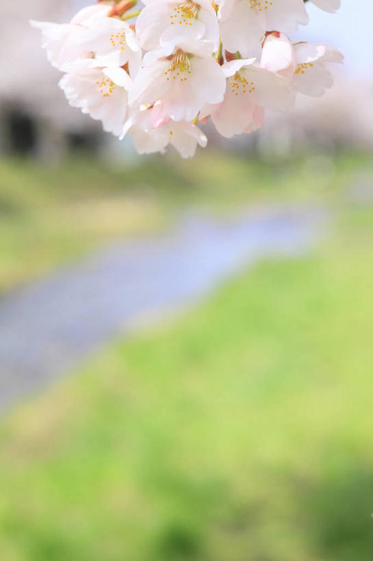 无人,竖图,室外,特写,白天,正面,幸福,纯洁,草地,草坪,河流,美景,水,植物,樱花,日本,亚洲,朦胧,模糊,盛开,河水,景观,水流,花蕾,草,花,花瓣,花朵,鲜花,树,树木,粉色,绿色,自然,花苞,花蕊,景色,生长,成长,等待,生命,自然风光,东亚,本州,本州岛,日本国,东北地方,福岛,福岛县,仙樱花,福岛樱,青肤樱,高尚,热烈,荆桃,彩图,耶麻郡,猪苗代町