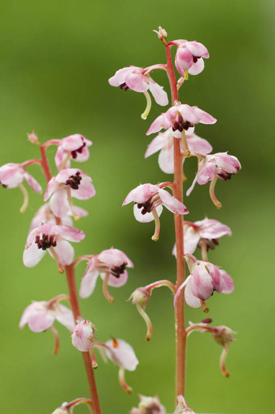 无人,竖图,室外,特写,白天,正面,美景,植物,阴影,朦胧,模糊,盛开,光线,影子,景观,草药,药草,花蕾,中药,花,花瓣,花朵,鲜花,树,树木,粉色,绿色,阳光,自然,花苞,花蕊,景色,生长,成长,自然风光,药材,中草药,中药材,本草,鹿蹄草,六衔草,鹿含草,鹿寿草,鹿衔草,破血丹,彩图