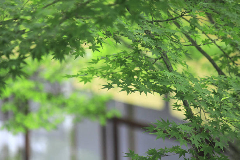 无人,横图,室外,特写,白天,正面,美景,枫树,叶子,阴影,朦胧,模糊,光线,影子,景观,枫叶,绿叶,绿色,阳光,自然,嫩叶,景色,枫树叶,自然风光,槭树,叶,叶片,彩图