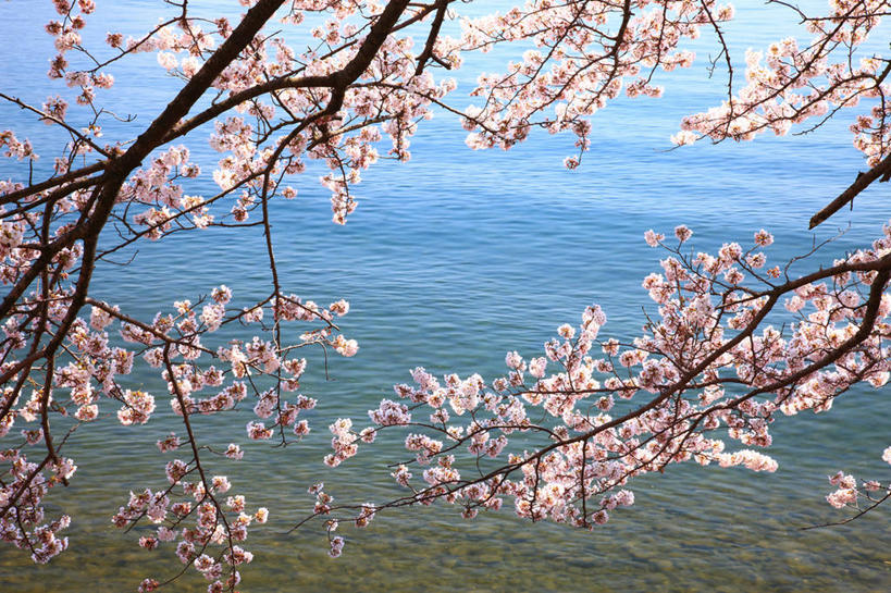 无人,横图,室外,白天,正面,旅游,度假,幸福,纯洁,湖,湖泊,美景,水,植物,樱花,日本,亚洲,许多,阴影,波纹,盛开,光线,影子,湖面,景观,水流,水面,枝条,涟漪,很多,花蕾,娱乐,花,花瓣,花朵,鲜花,树,树木,树枝,粉色,绿色,水纹,阳光,自然,波浪,湖水,花苞,花蕊,享受,休闲,景色,放松,生长,成长,等待,生命,自然风光,东亚,本州,本州岛,日本国,近畿地方,近畿,滋贺,滋贺县,水晕,仙樱花,福岛樱,青肤樱,高尚,热烈,虬枝,枝杈,荆桃,彩图,高岛市