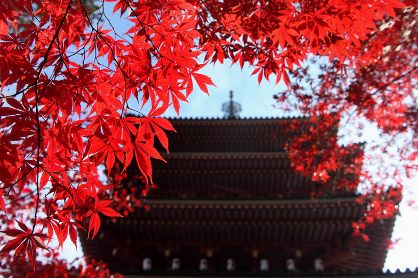 无人,横图,室外,白天,仰视,旅游,度假,名胜古迹,树林,植物,标志建筑,地标,建筑,叶子,日本,亚洲,许多,阴影,遗迹,光线,影子,屋顶,塔,枫叶,枯叶,落叶,枝条,很多,顶棚,古迹,文物,娱乐,建设,古建筑,宝塔,佛塔,树,树木,树枝,红色,蓝色,绿色,蓝天,天空,阳光,自然,天,享受,休闲,旅游胜地,放松,生长,晴朗,成长,枫树叶,古文明,东亚,万里无云,日本国,浮图,浮屠,虬枝,枝杈,叶,叶片,晴空,晴空万里,彩图,低角度拍摄,塔婆,浮图塔,浮头,佛图