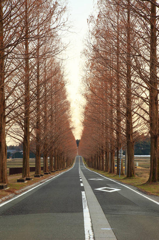 无人,竖图,室外,白天,正面,消失点,旅游,度假,美景,树林,植物,道路,路,公路,日本,亚洲,枯萎,景观,分界线,枯草,停车线,交通,娱乐,草,树,树木,黄色,绿色,天空,自然,天,享受,休闲,景色,放松,生长,成长,车行道,车行道分界线,自然风光,标线,东亚,车行线,本州,本州岛,日本国,近畿地方,近畿,滋贺,滋贺县,马路,彩图,没影点,灭点,高岛市