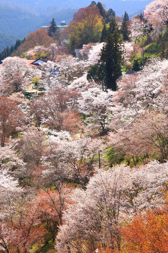 无人,竖图,室外,白天,正面,旅游,度假,幸福,纯洁,美景,森林,山,山脉,树林,植物,樱花,奈良县,日本,亚洲,许多,阴影,盛开,光线,影子,景观,山峰,云,云朵,山峦,很多,花蕾,云彩,娱乐,花,花瓣,花朵,鲜花,树,树木,蓝色,绿色,白云,蓝天,天空,阳光,自然,群山,天,花苞,花蕊,享受,休闲,景色,放松,生长,晴朗,成长,等待,生命,自然风光,东亚,本州,本州岛,日本国,近畿地方,奈良,近畿,仙樱花,福岛樱,青肤樱,高尚,热烈,晴空,荆桃,彩图,吉野山