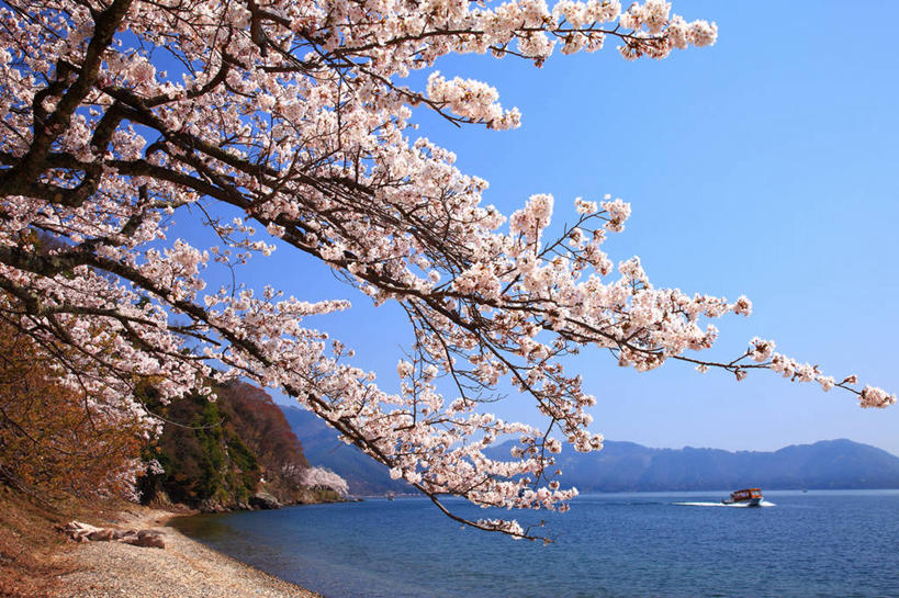 无人,横图,室外,白天,正面,旅游,度假,幸福,纯洁,河流,美景,沙滩,山,山脉,水,植物,樱花,日本,亚洲,阴影,盛开,光线,沙子,影子,河岸,河水,河滩,景观,山峰,水流,枝条,沙地,山峦,花蕾,娱乐,花,花瓣,花朵,鲜花,树,树木,树枝,蓝色,绿色,蓝天,天空,阳光,自然,群山,天,花苞,花蕊,享受,休闲,景色,放松,生长,晴朗,成长,等待,生命,自然风光,东亚,本州,万里无云,本州岛,日本国,近畿地方,近畿,滋贺,滋贺县,仙樱花,福岛樱,青肤樱,高尚,热烈,虬枝,枝杈,晴空,晴空万里,荆桃,彩图,高岛市