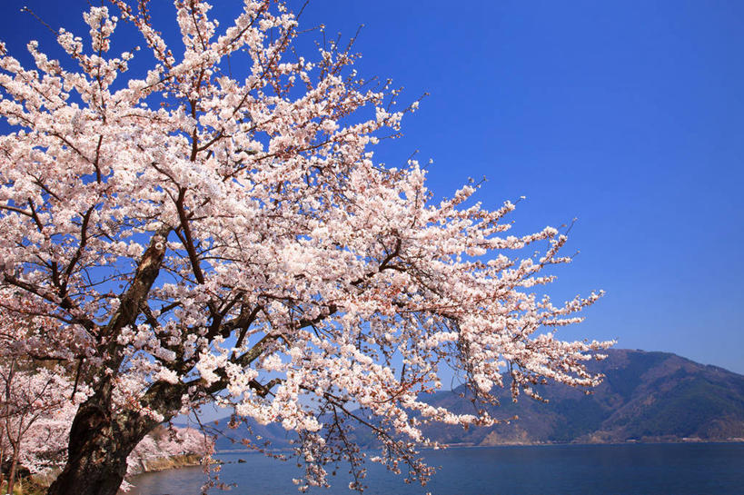 无人,横图,室外,白天,正面,旅游,度假,幸福,纯洁,湖,湖泊,美景,山,山脉,水,植物,樱花,日本,亚洲,阴影,盛开,光线,影子,湖面,景观,山峰,水流,水面,枝条,山峦,花蕾,娱乐,花,花瓣,花朵,鲜花,树,树木,树枝,蓝色,绿色,蓝天,天空,阳光,自然,湖水,群山,天,花苞,花蕊,享受,休闲,景色,放松,生长,晴朗,成长,等待,生命,自然风光,东亚,本州,万里无云,本州岛,日本国,近畿地方,近畿,滋贺,滋贺县,仙樱花,福岛樱,青肤樱,高尚,热烈,虬枝,枝杈,晴空,晴空万里,荆桃,彩图,高岛市
