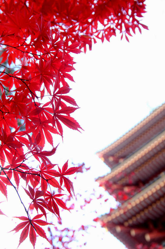 无人,竖图,室外,特写,白天,仰视,美景,植物,枫树,叶子,阴影,朦胧,模糊,光线,影子,景观,塔,枫叶,枯叶,绿叶,落叶,枝条,宝塔,佛塔,树,树木,树枝,黄色,红色,蓝色,绿色,蓝天,天空,阳光,自然,天,嫩叶,景色,生长,晴朗,成长,枫树叶,自然风光,万里无云,槭树,糖枫,糖槭,糖槭树,浮图,浮屠,虬枝,枝杈,叶,叶片,晴空,晴空万里,彩图,低角度拍摄,塔婆,浮图塔,浮头,佛图