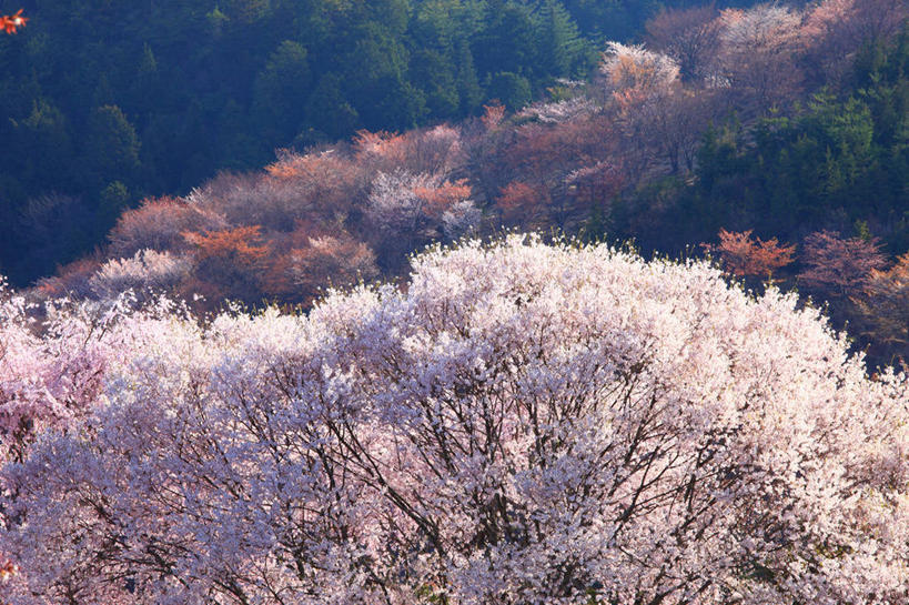 无人,横图,室外,白天,正面,旅游,度假,幸福,纯洁,美景,山,山脉,树林,植物,樱花,奈良县,日本,亚洲,阴影,盛开,光线,影子,景观,山峰,山峦,花蕾,娱乐,花,花瓣,花朵,鲜花,树,树木,绿色,阳光,自然,群山,花苞,花蕊,享受,休闲,景色,放松,生长,成长,等待,生命,自然风光,东亚,本州,本州岛,日本国,近畿地方,奈良,近畿,仙樱花,福岛樱,青肤樱,高尚,热烈,荆桃,彩图,吉野山
