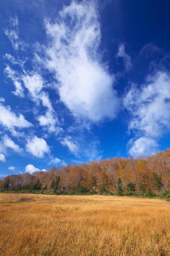 无人,农田,竖图,室外,白天,仰视,旅游,度假,庄稼,农作物,美景,树林,植物,秋田县,日本,亚洲,阴影,丰富,丰收,光线,影子,景观,云,云朵,丰盛,云彩,娱乐,树,树木,蓝色,绿色,白云,蓝天,天空,阳光,自然,天,享受,休闲,景色,放松,生长,收获,晴朗,成长,自然风光,东亚,本州,本州岛,日本国,秋田,东北地方,八幡平,丰登,丰硕,晴空,彩图,低角度拍摄,耕地,庄稼田,鹿角郡