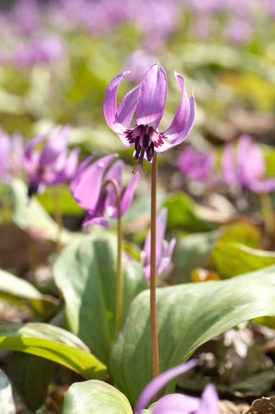 无人,竖图,室外,特写,白天,正面,花海,花圃,美景,植物,叶子,许多,阴影,朦胧,模糊,盛开,光线,影子,景观,绿叶,很多,花蕾,花,花瓣,花朵,花卉,鲜花,粉色,绿色,阳光,自然,花丛,花束,花田,花苞,花蕊,嫩叶,景色,自然风光,狗牙菫,猪牙花,叶,叶片,彩图