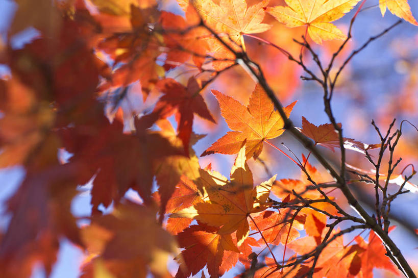 无人,横图,室外,特写,白天,仰视,美景,秋季,叶子,日本,亚洲,许多,阴影,朦胧,模糊,光线,影子,景观,枫叶,枯叶,落叶,枝条,很多,树枝,黄色,红色,阳光,自然,景色,枫树叶,自然风光,东亚,本州,关东地方,本州岛,日本国,栃木,栃木县,藤冈町,虬枝,枝杈,叶,叶片,秋,秋天,彩图,低角度拍摄,下都贺郡