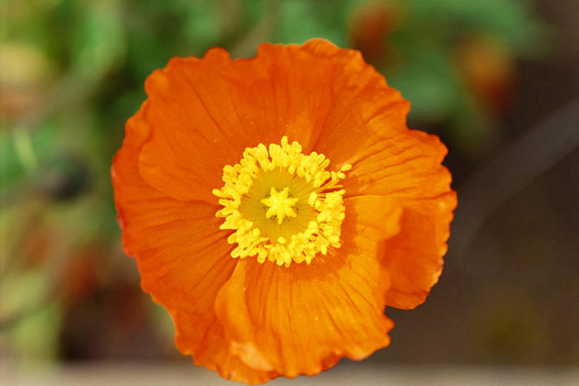 无人,横图,俯视,室外,特写,白天,美景,植物,罂粟,阴影,朦胧,模糊,盛开,光线,影子,景观,草药,花蕾,中药,花,花瓣,花朵,鲜花,一朵,阳光,自然,花苞,花蕊,景色,毒品,自然风光,药材,中草药,中药材,本草,止痛,镇静,安眠,金罂粟,罂粟花,米囊花,彩图,高角度拍摄