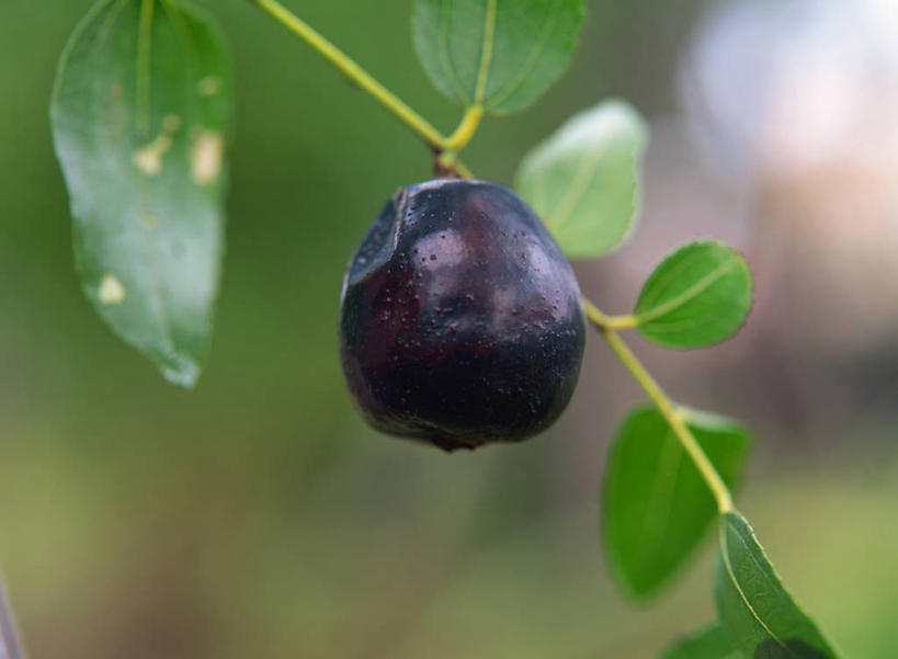 无人,横图,室外,特写,白天,正面,美景,植物,叶子,吊挂,悬挂,阴影,朦胧,模糊,光线,影子,景观,果树,绿叶,枝条,挂,树,树木,树枝,一个,绿色,紫色,阳光,自然,嫩叶,枣,景色,红枣,生长,单个,成长,自然风光,枣子,虬枝,枝杈,大枣,叶,叶片,彩图
