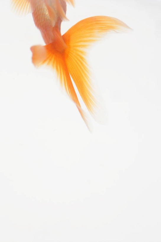 游泳,无人,竖图,室内,白天,白色背景,仰视,一条,金鱼,鱼,鱼类,橙色,摄影,影棚,观赏鱼,金鲫鱼,泅水,拍浮,半身,彩图,低角度拍摄,影棚拍摄,拍摄